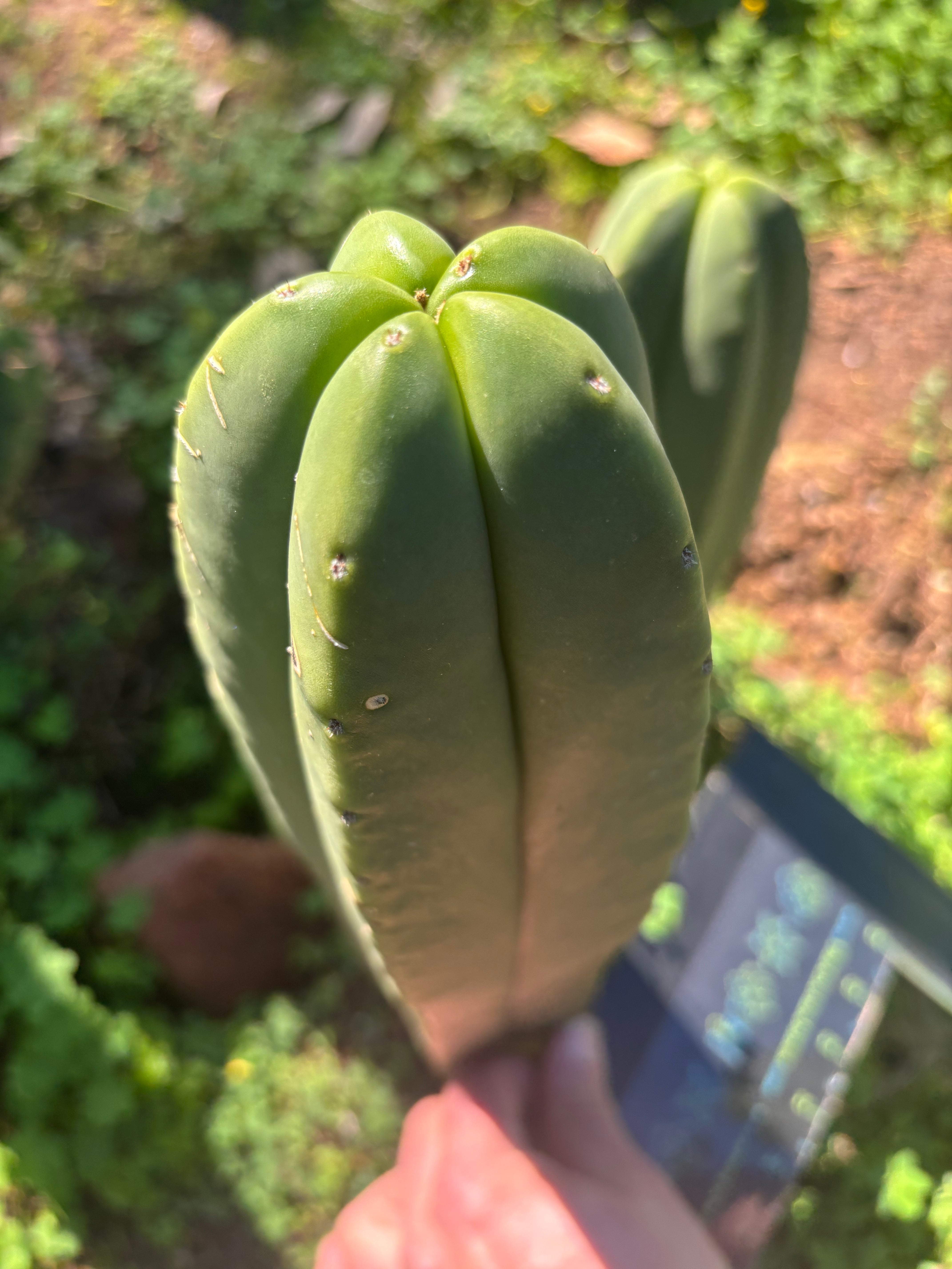 💎 Primo Aussie Scop  — 13” Tip