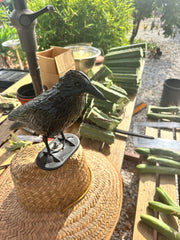 10” Bridgesii Tips — FREE ADD-ON ITEM!