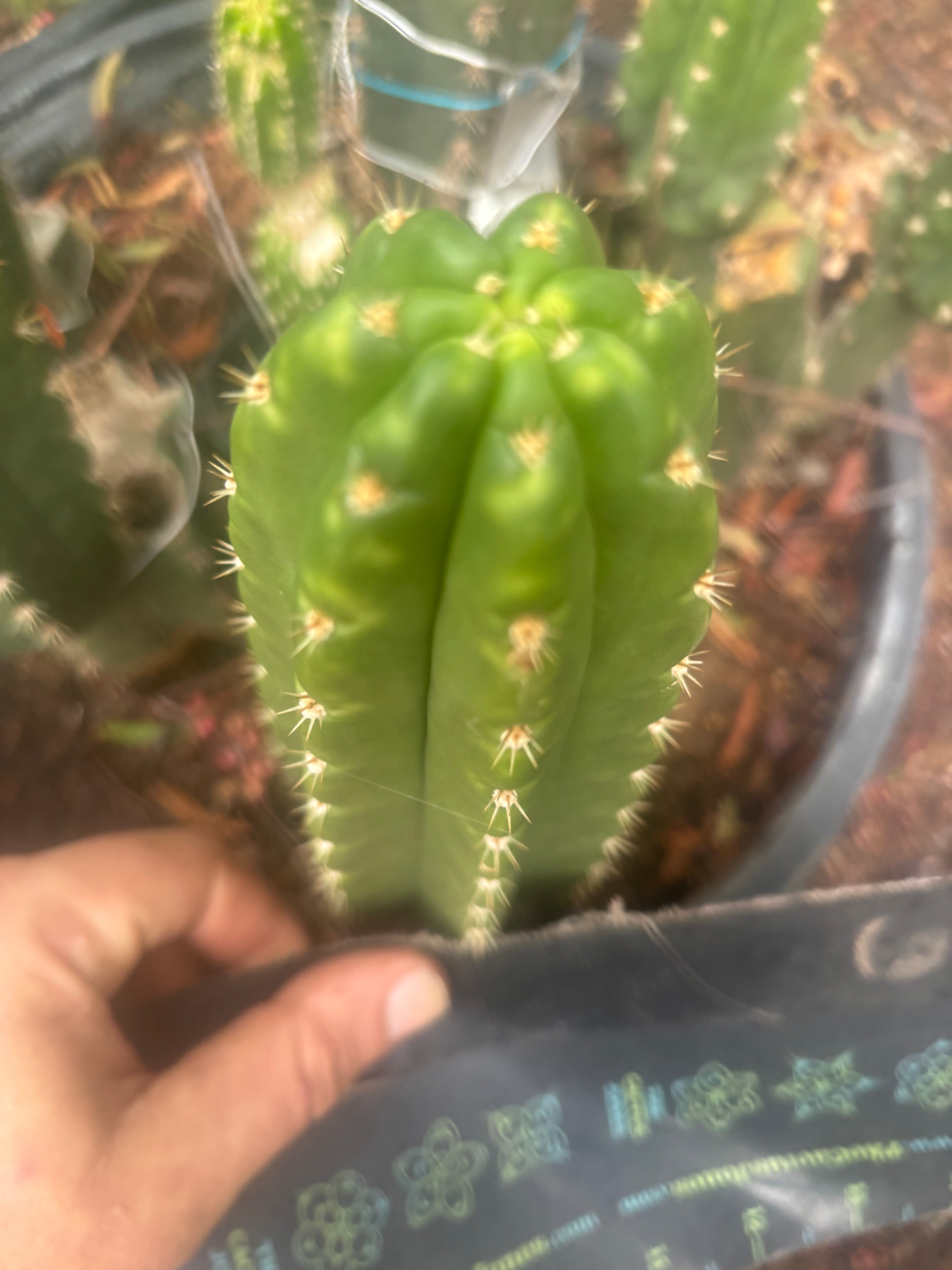 💎👑🌶️ CareBear — 6” Tip