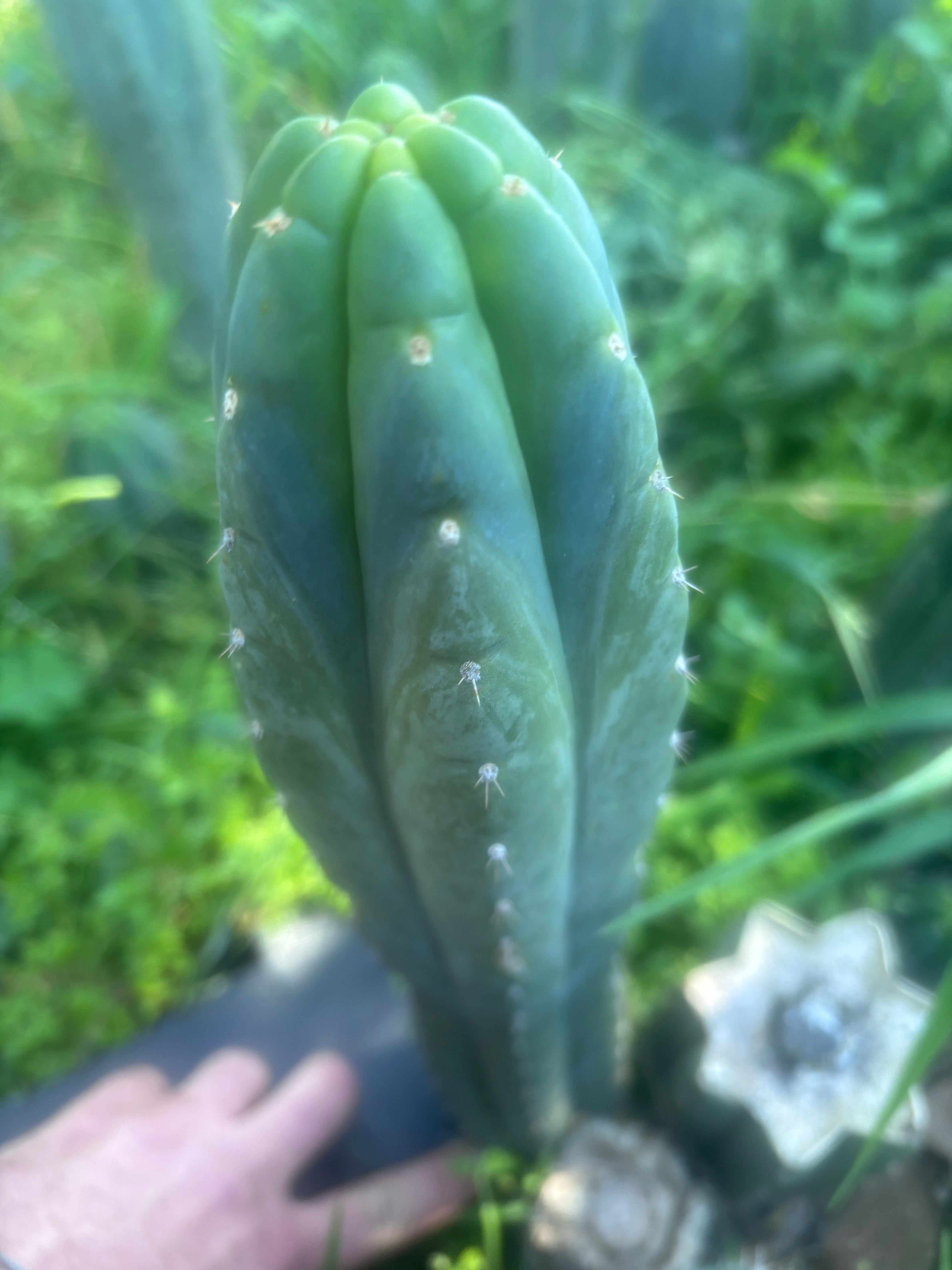 👑🌶️ Blue Ecuador — 13” Tip