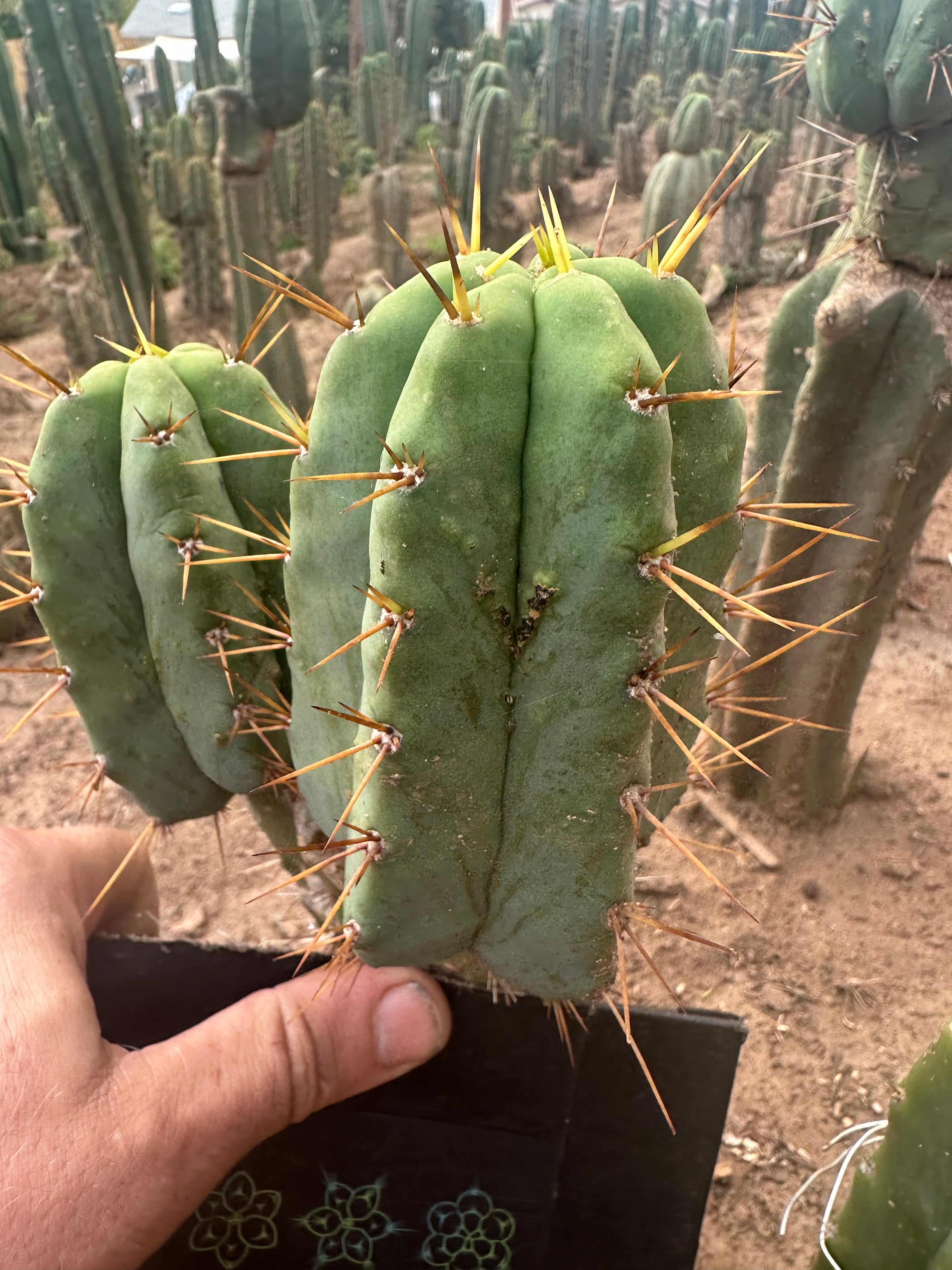 👑💎🌶️ CSD — 5” Grenade