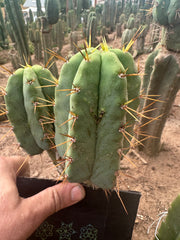 👑💎🌶️ CSD — 5” Grenade