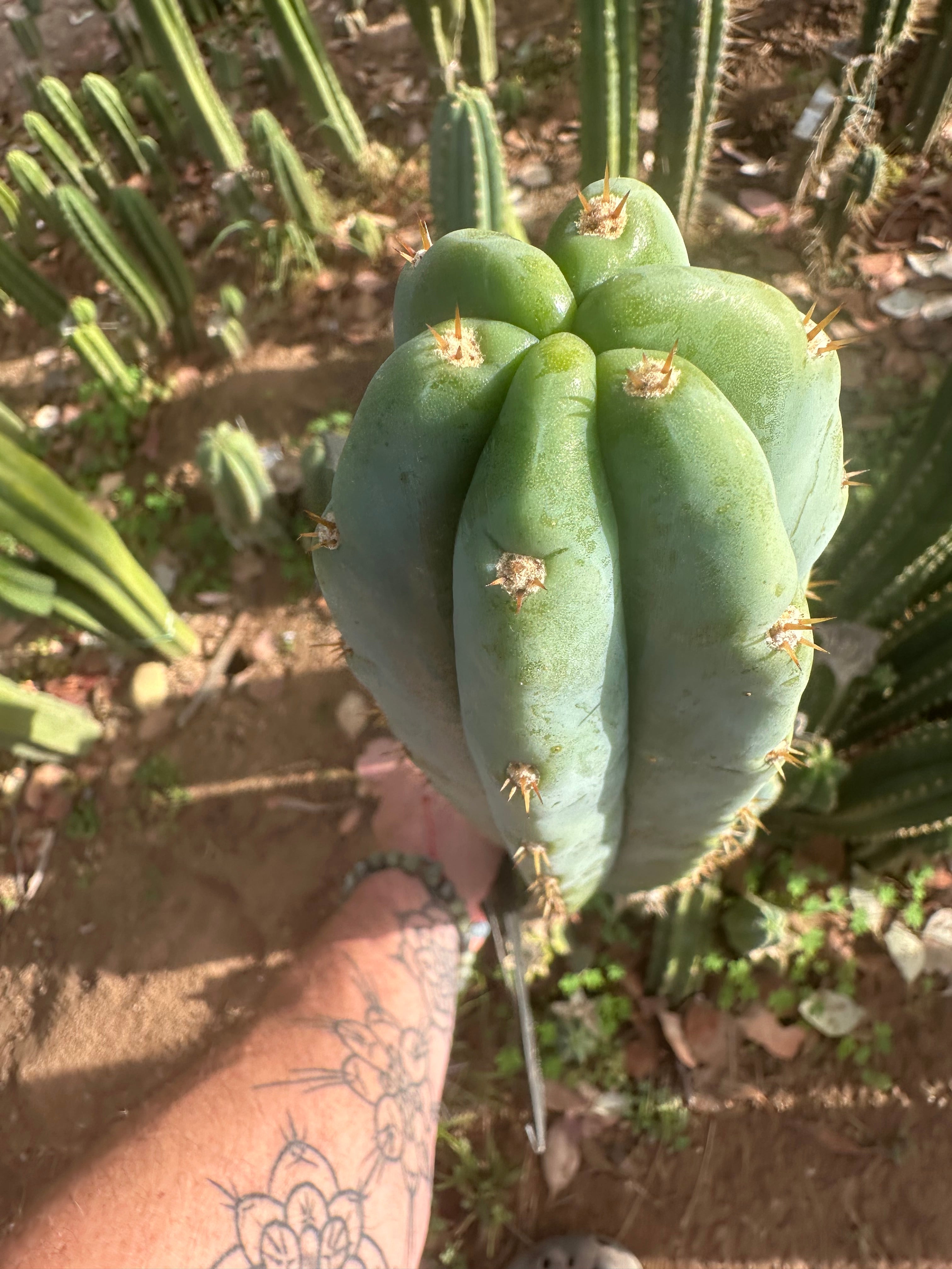 🌶️ Scop x Psycho0’  — XL 14” Tip