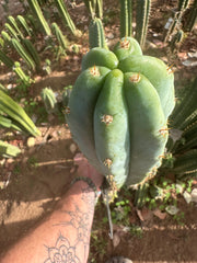 🌶️ Scop x Psycho0’  — XL 14” Tip