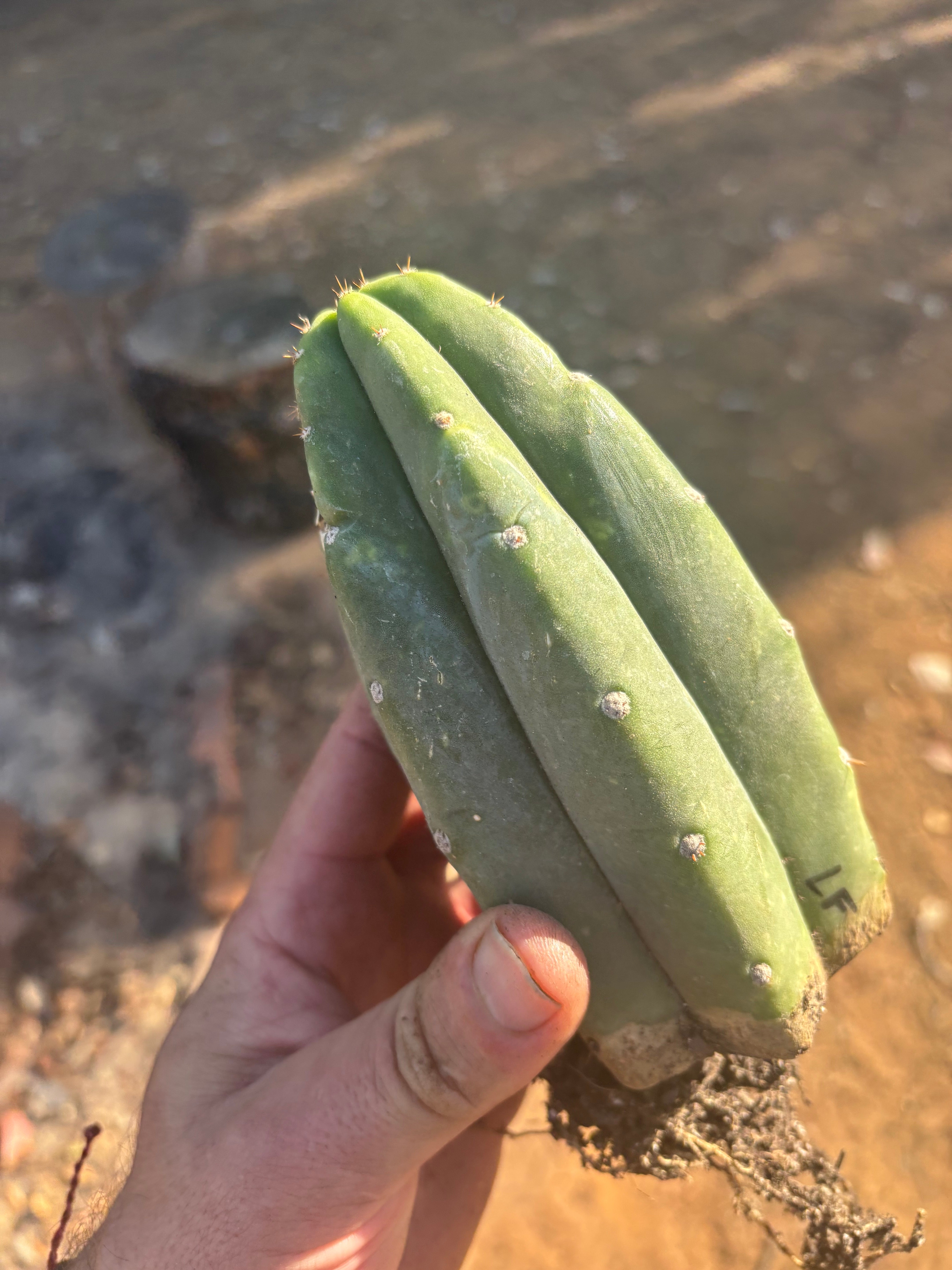 👑🌶️🌶️ Landfill — Rooted Tip