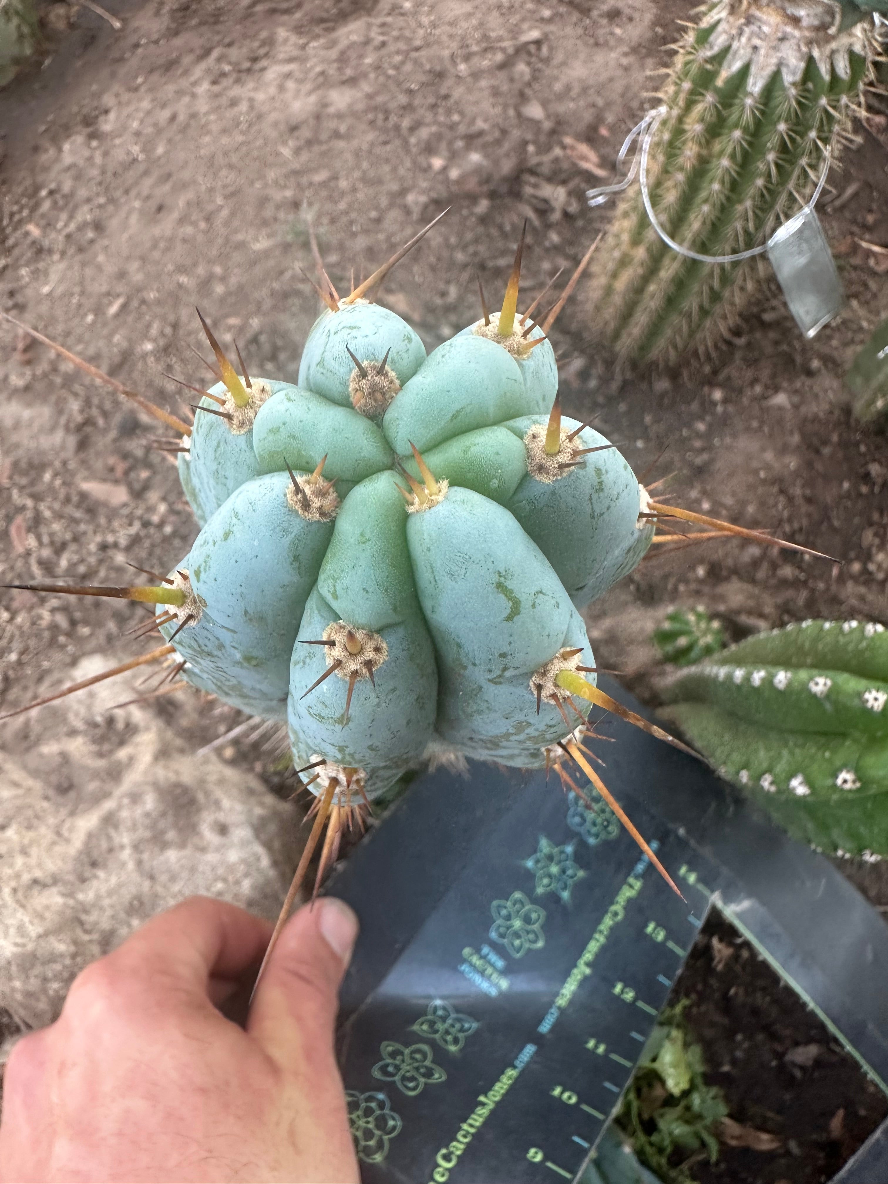 👑💎 Len — 9” Tip