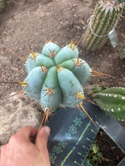 👑💎 Len — 9” Tip