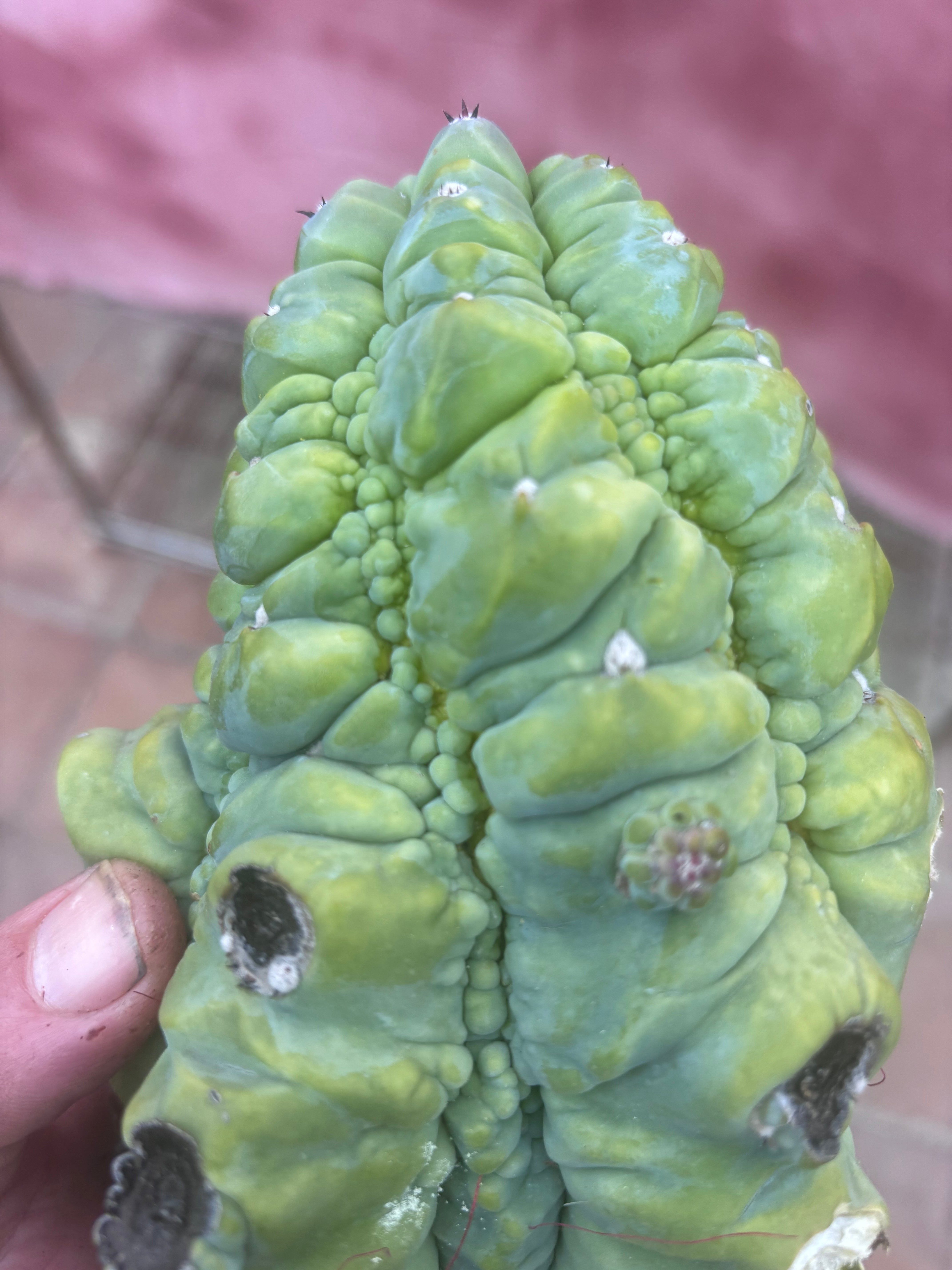 👑💎 BIG Glorp Chunk