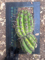 💎 Tacaquirensis — FAT 12” Tip