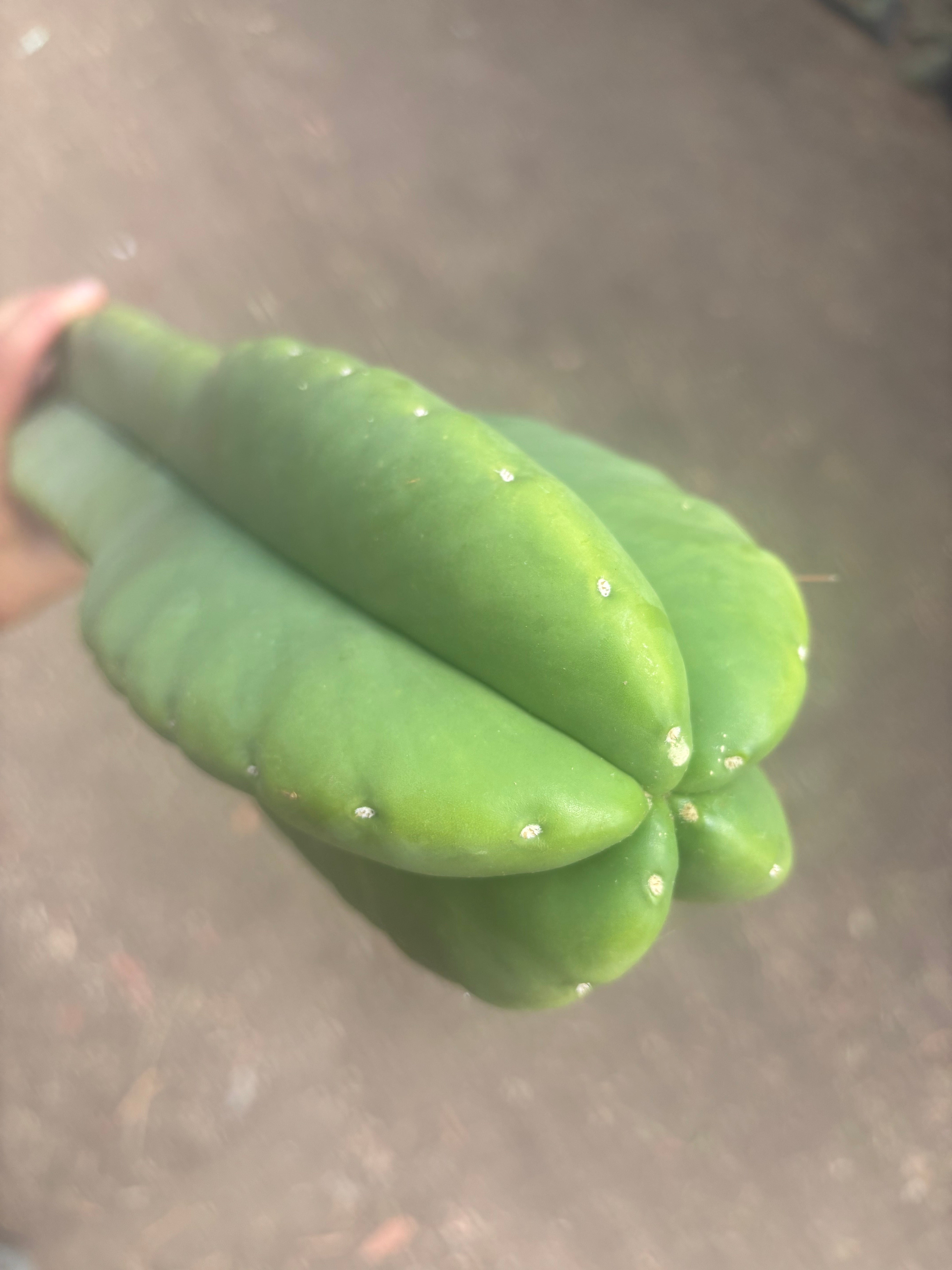 💎👑🌶️  Zulk —  Massive XXXL 32” Column