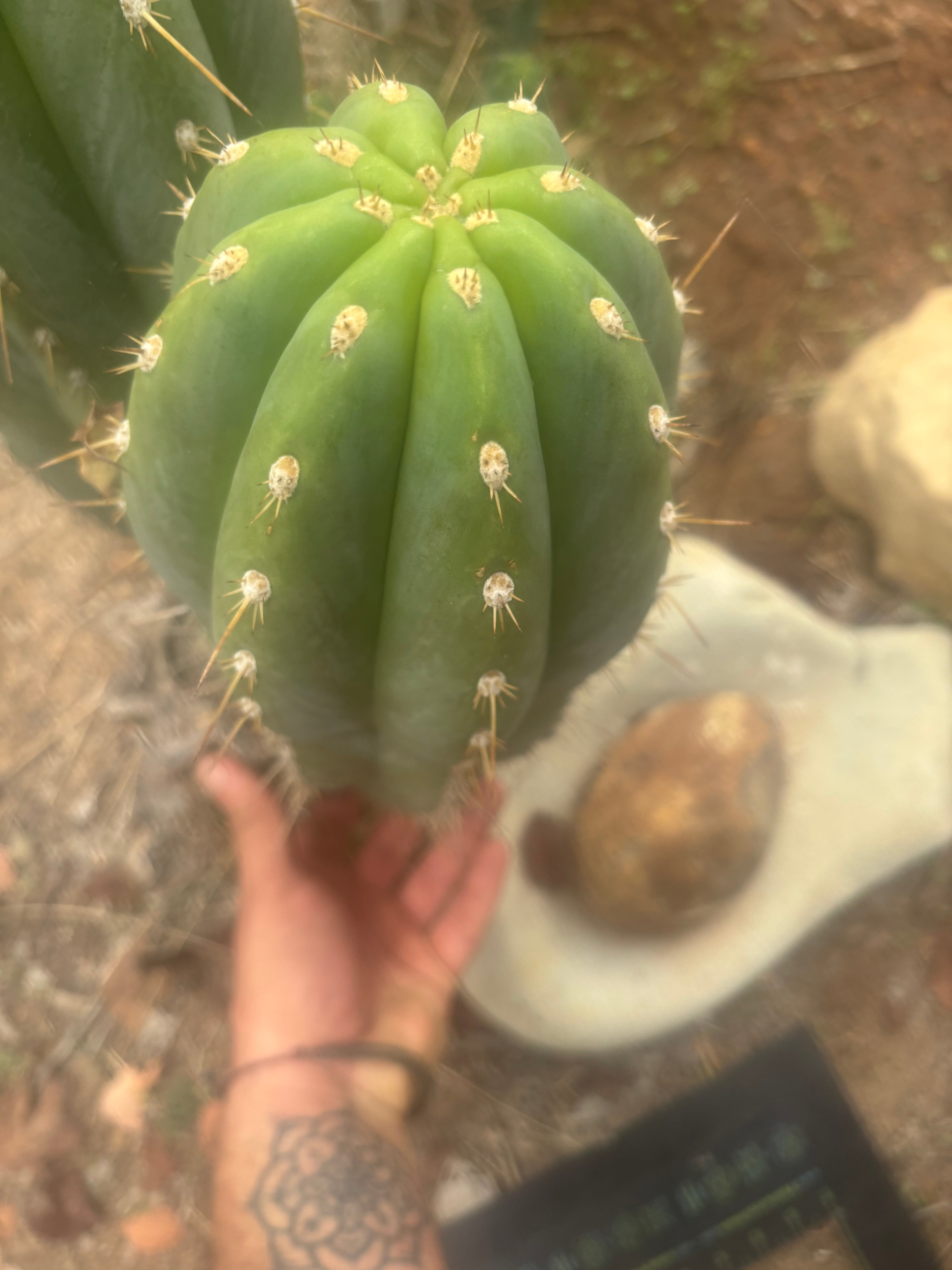 💎 SASS x Sharxx — 13.5” Melon Bomb