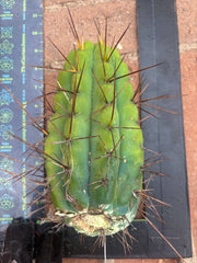 🌶️🌶️⚠️ E.R. — Another Beefy 9” Pup
