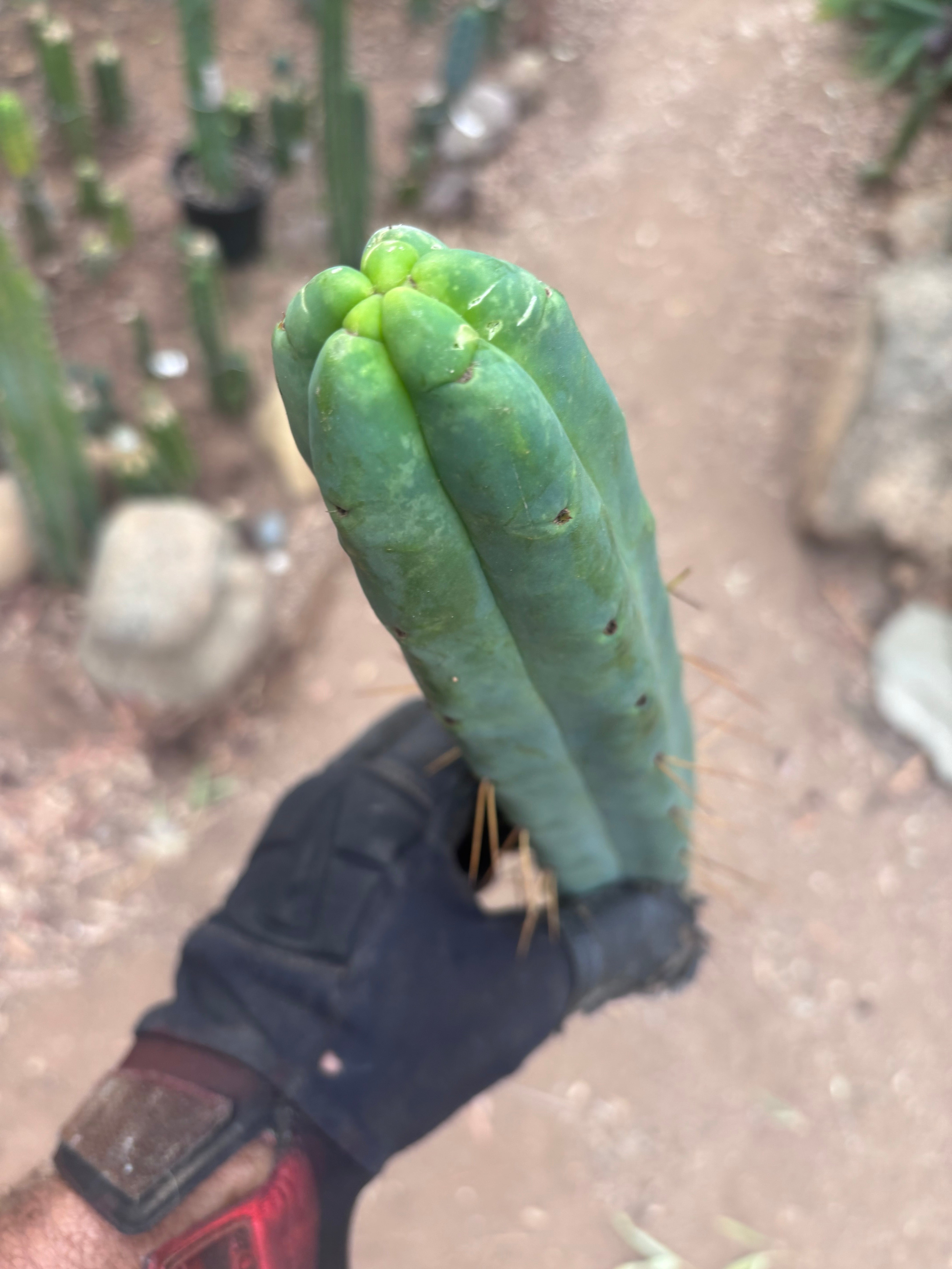 👑🌶️🌶️  Jiimz Twin Spine — 13” Tips (4)