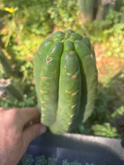 👑🌶️ The Field’s Pachanoi — Fat Pup