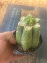 👑💎🌶️  CSD — Pup Graft on Rooted Pierre