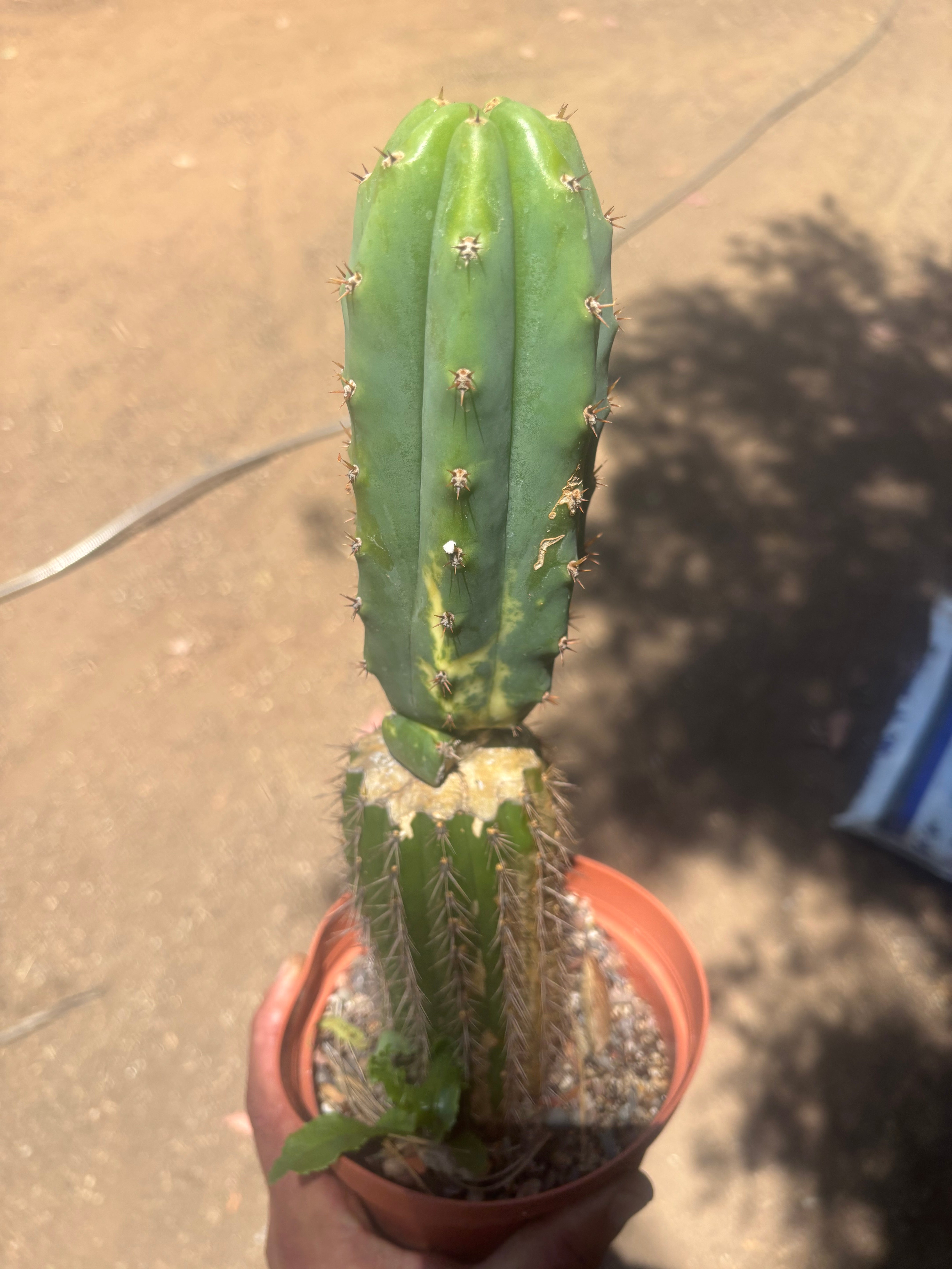 💎👑🔰 VFV — Ventucky x Fillmore Variegated — Rooted Slab Graft w/ Big Pup
