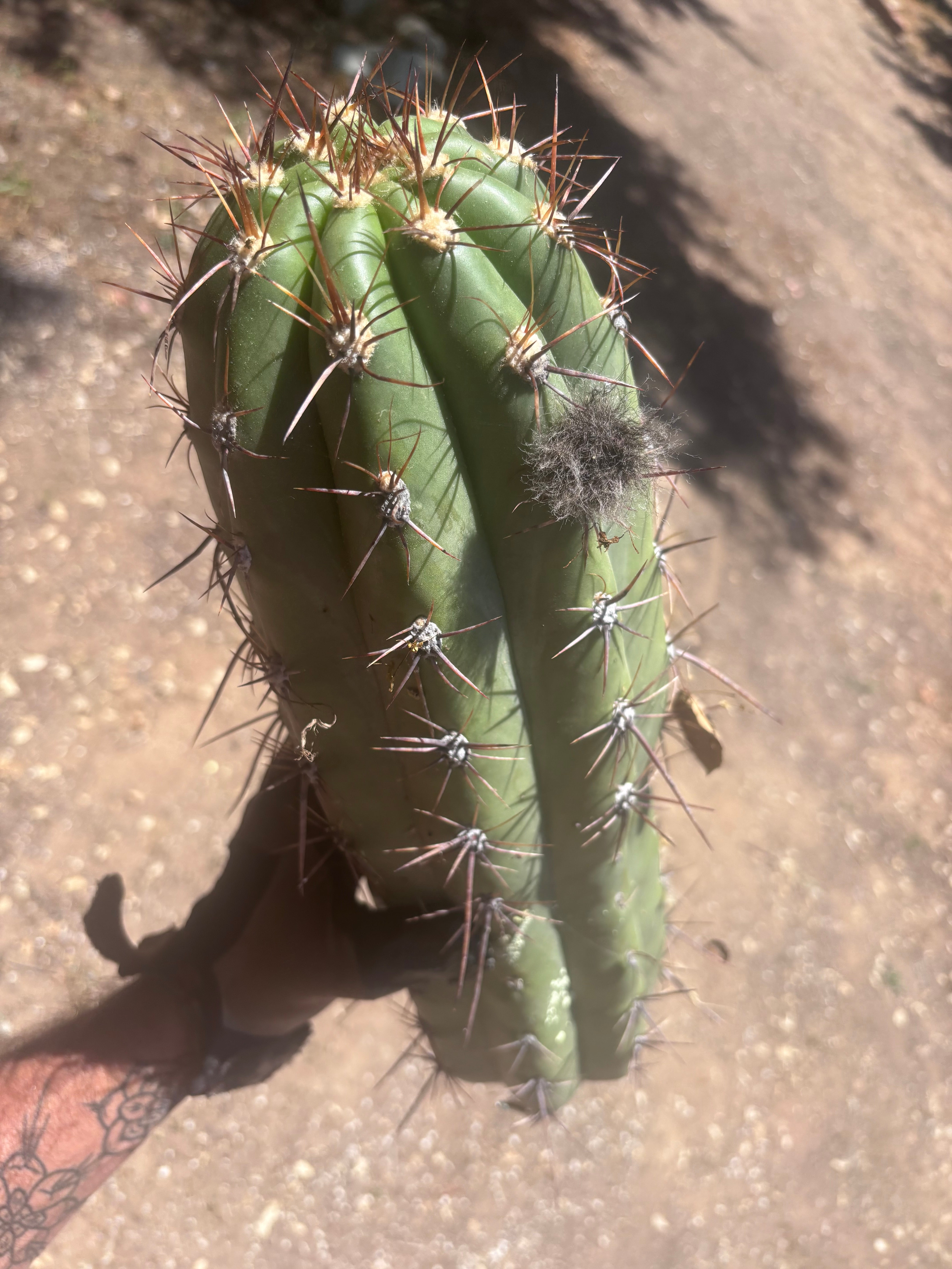💎💎 Taquimbalensis — MASSIVE 18” Tip