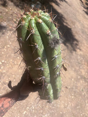 💎💎 Taquimbalensis — MASSIVE 18” Tip