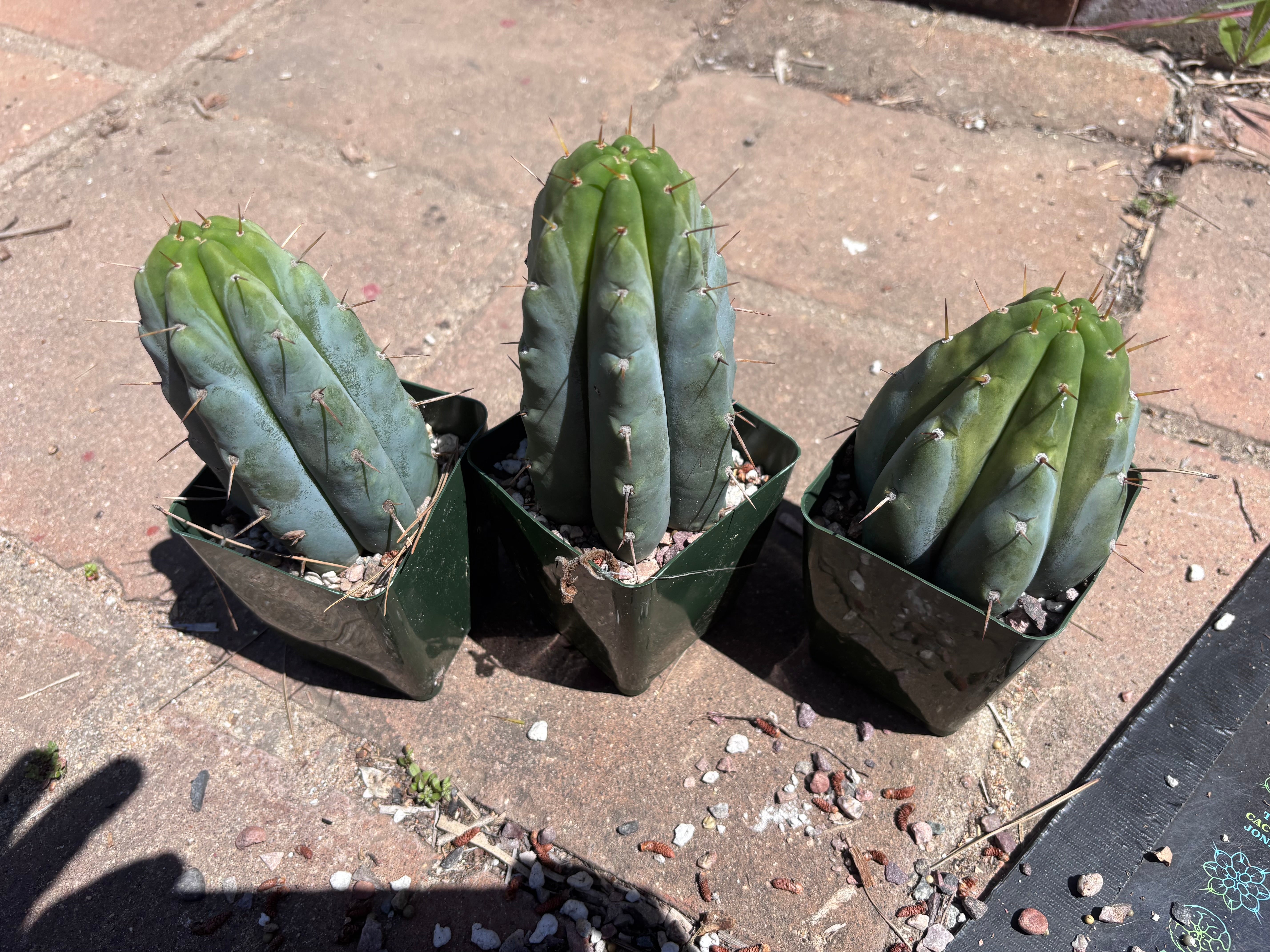 👑🌶️ Hammer — Rooted / Whole