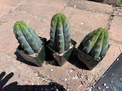 👑🌶️ Hammer — Rooted / Whole