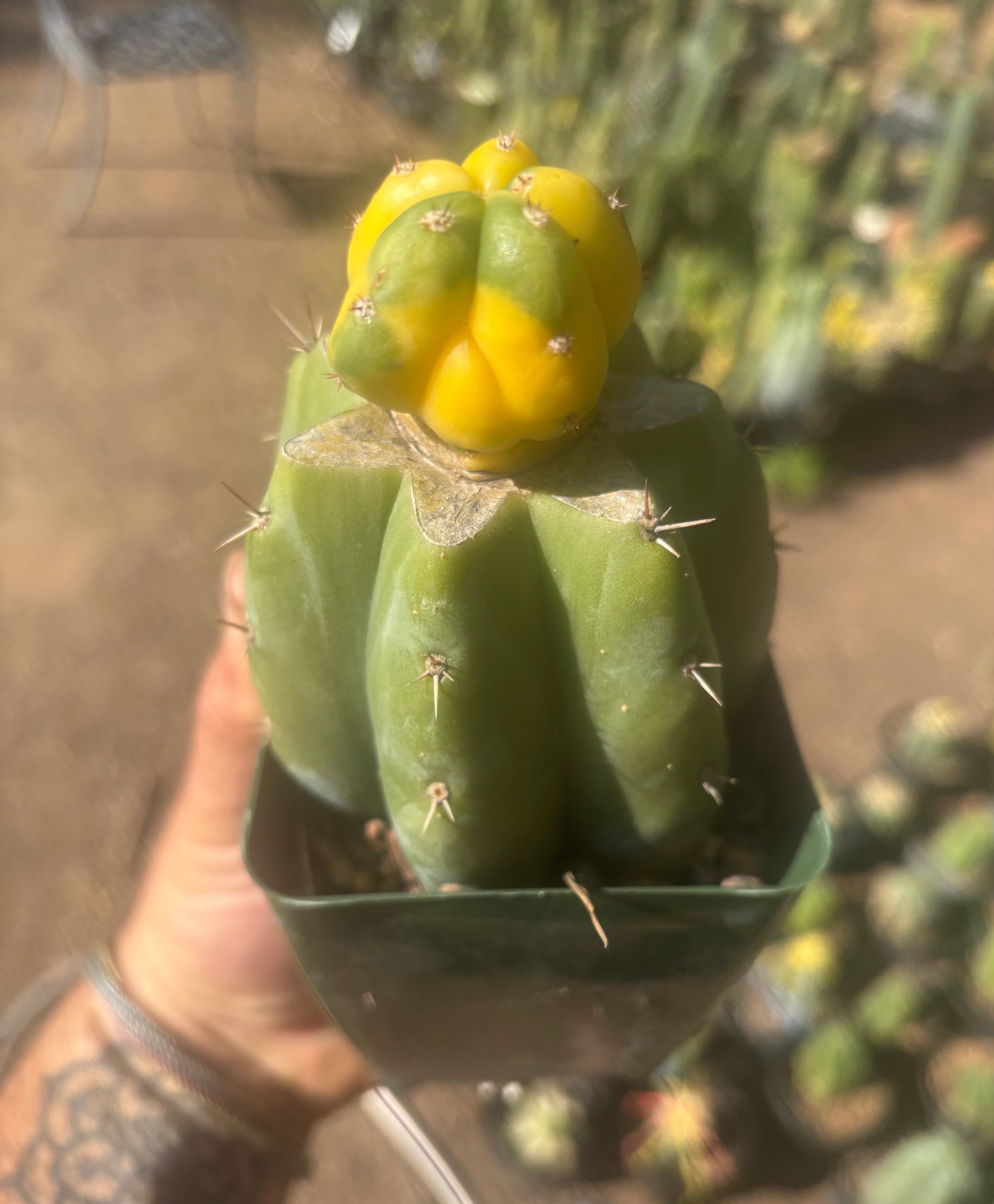 💎🔰 Ferah x Velvet, Vari #3 (FVV3)— Rooted Tip Graft