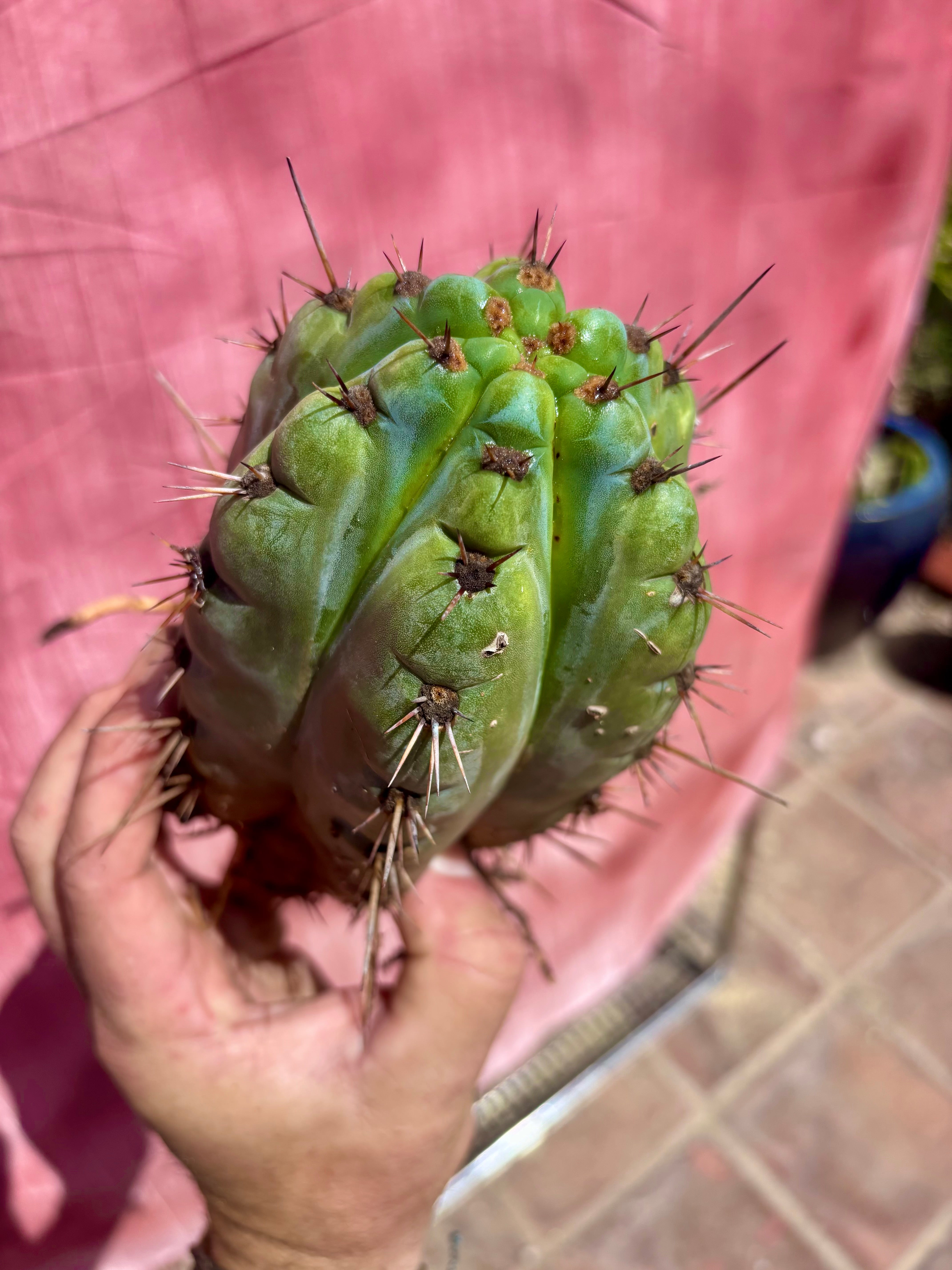 💎👑💎 Papa Smurf — Fat Rooted 8” Notch Bomb