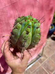 💎👑💎 Papa Smurf — Fat Rooted 8” Notch Bomb