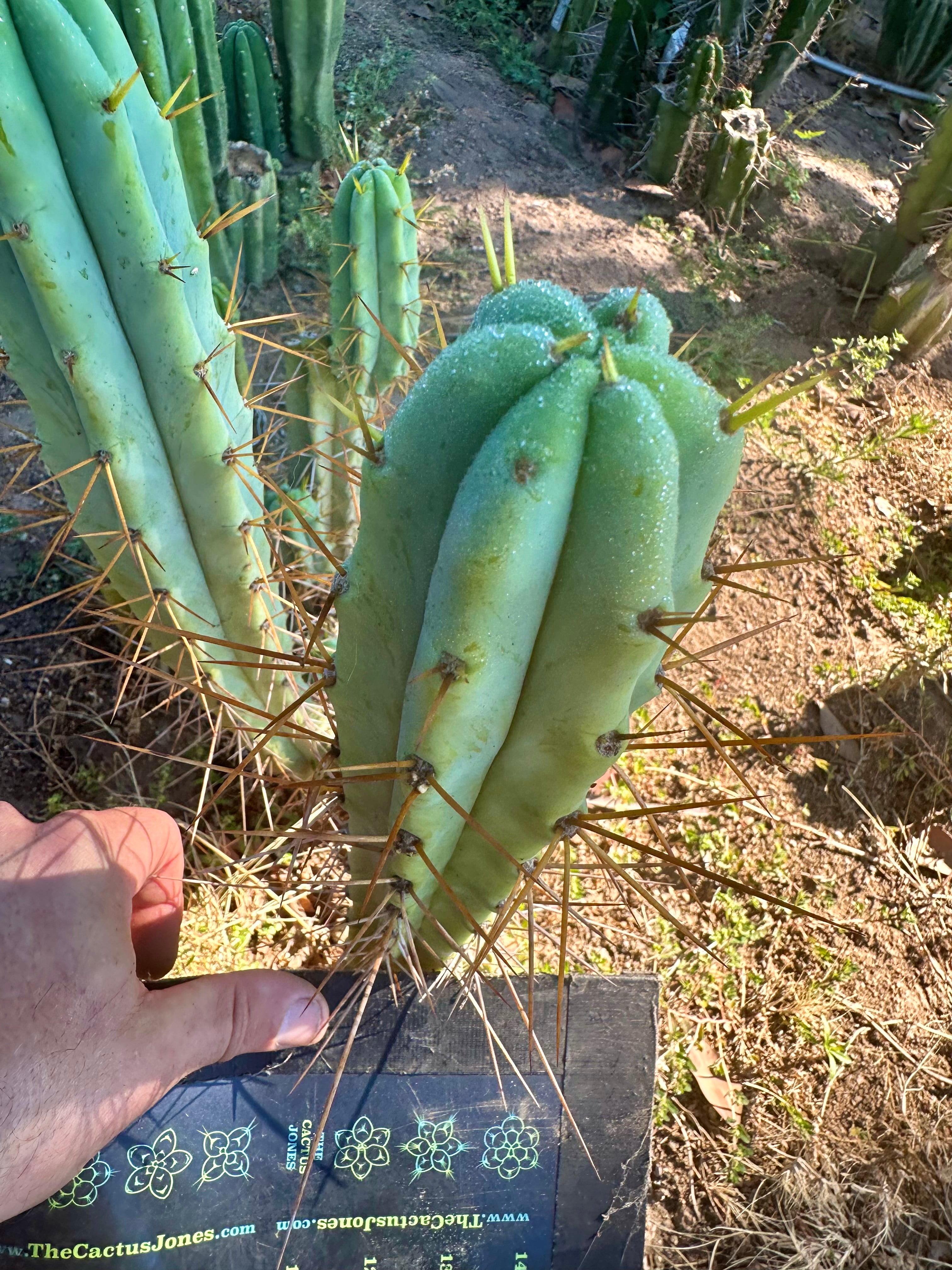 🌶️ Blue Bridge — 10” Tips (3)