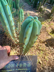 🌶️ Blue Bridge — 10” Tips (3)