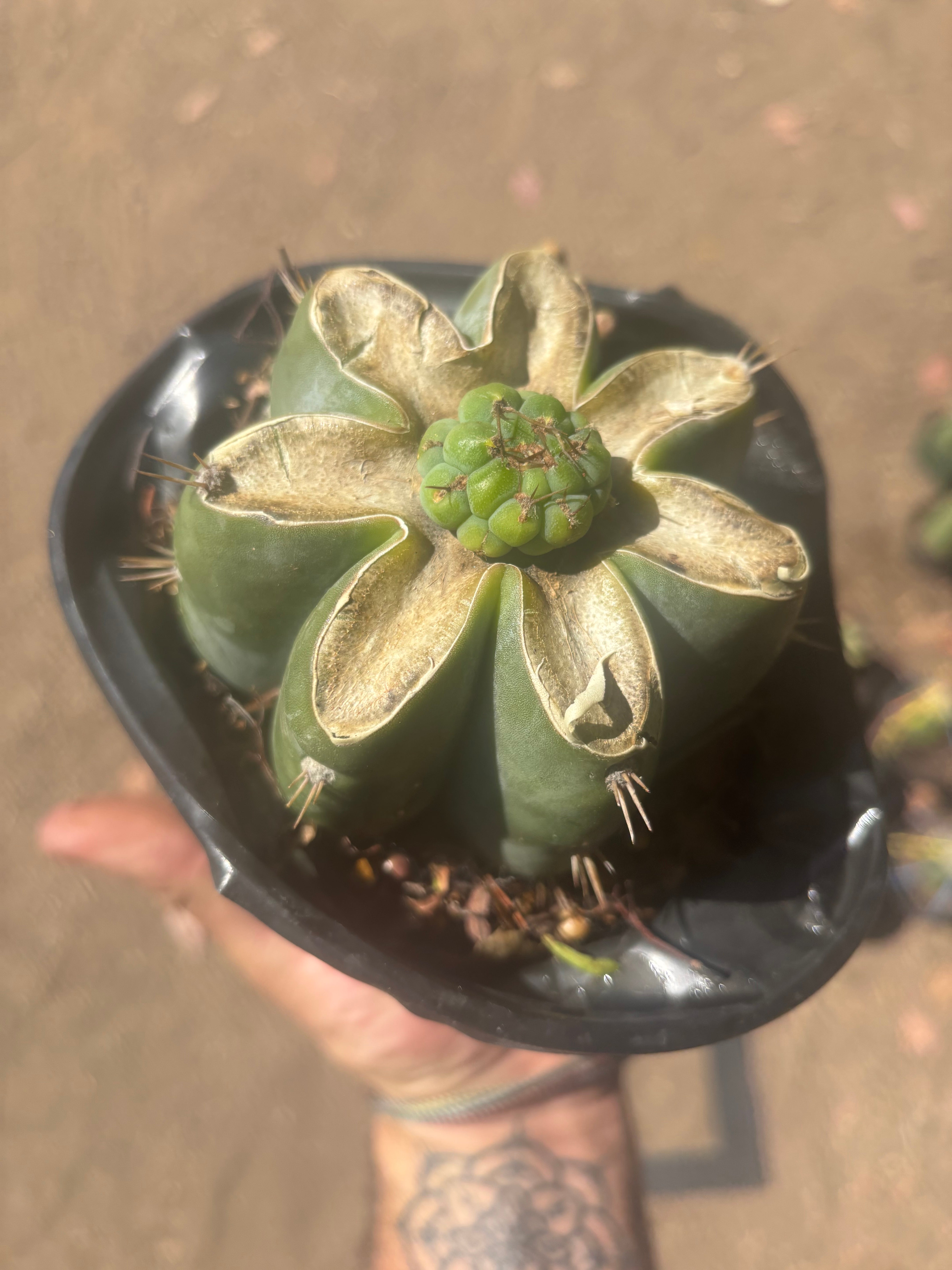 💎🌶️🌶️ NOM — Pup Graft On Rooted Shine01