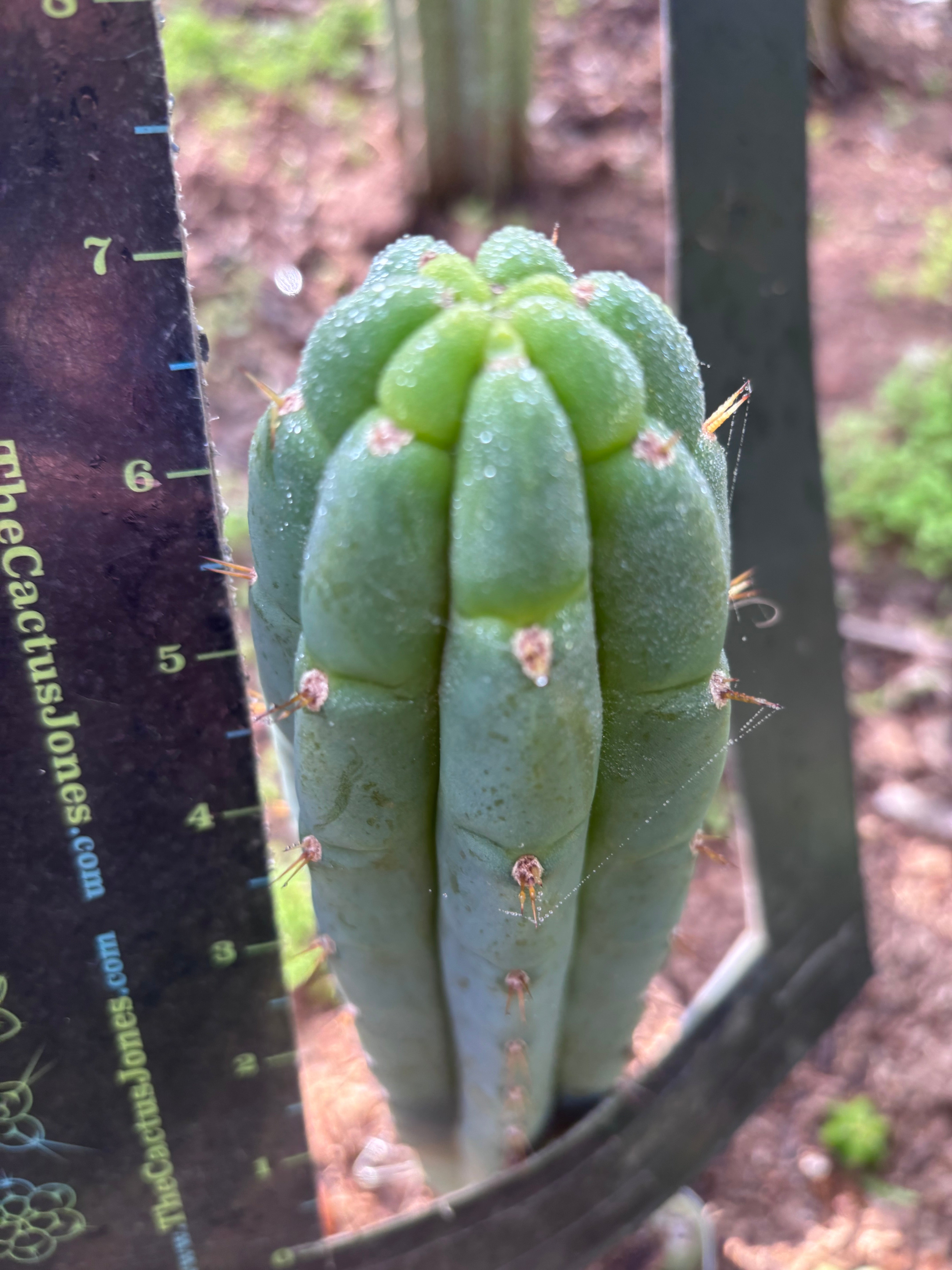 💎👑🌶️🌶️ Austy’s Bomb — 7” Tip