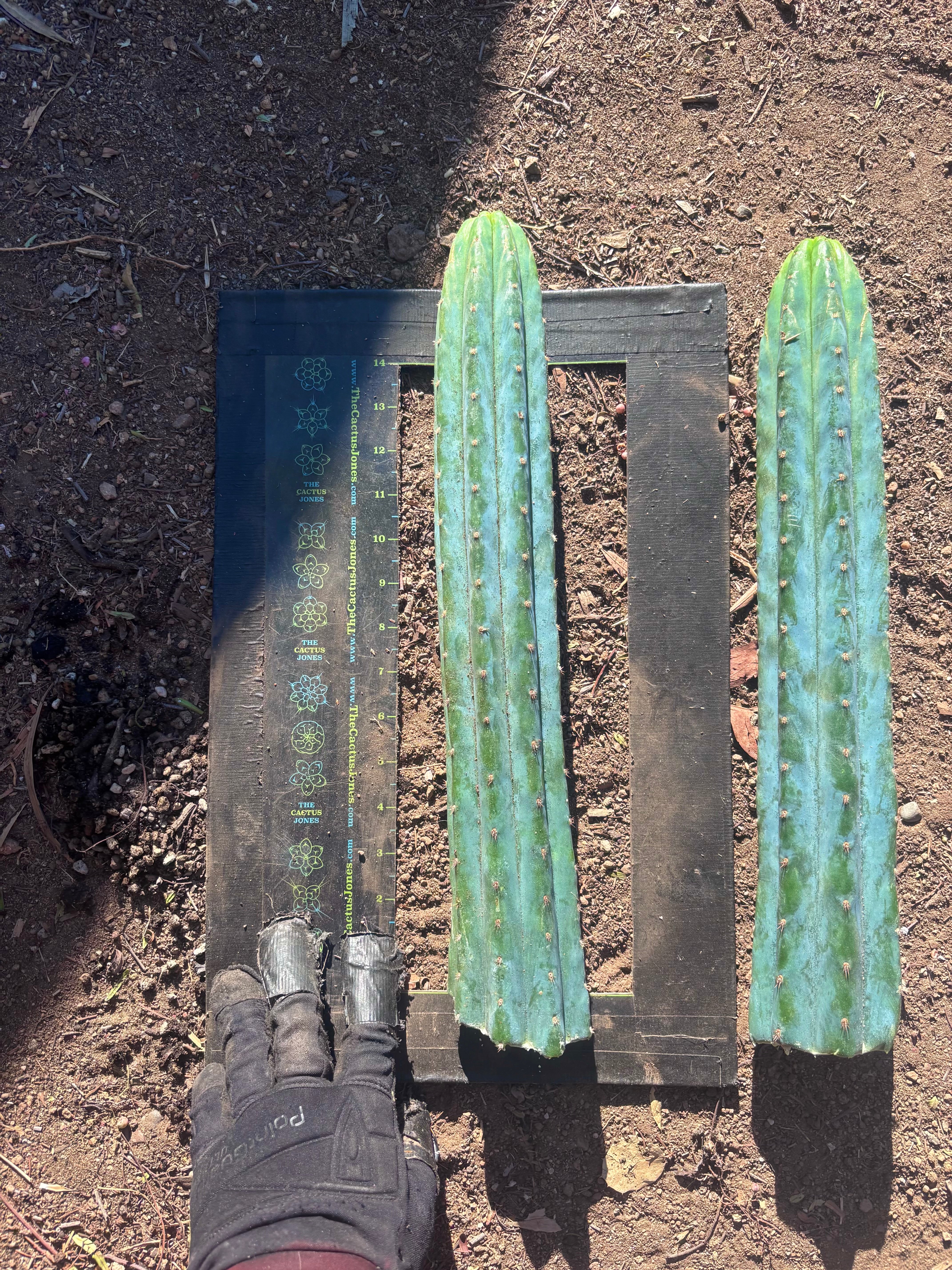 👑🌶️ Ventucky Blue — 16” Tips