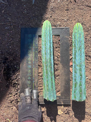 👑🌶️ Ventucky Blue — 16” Tips