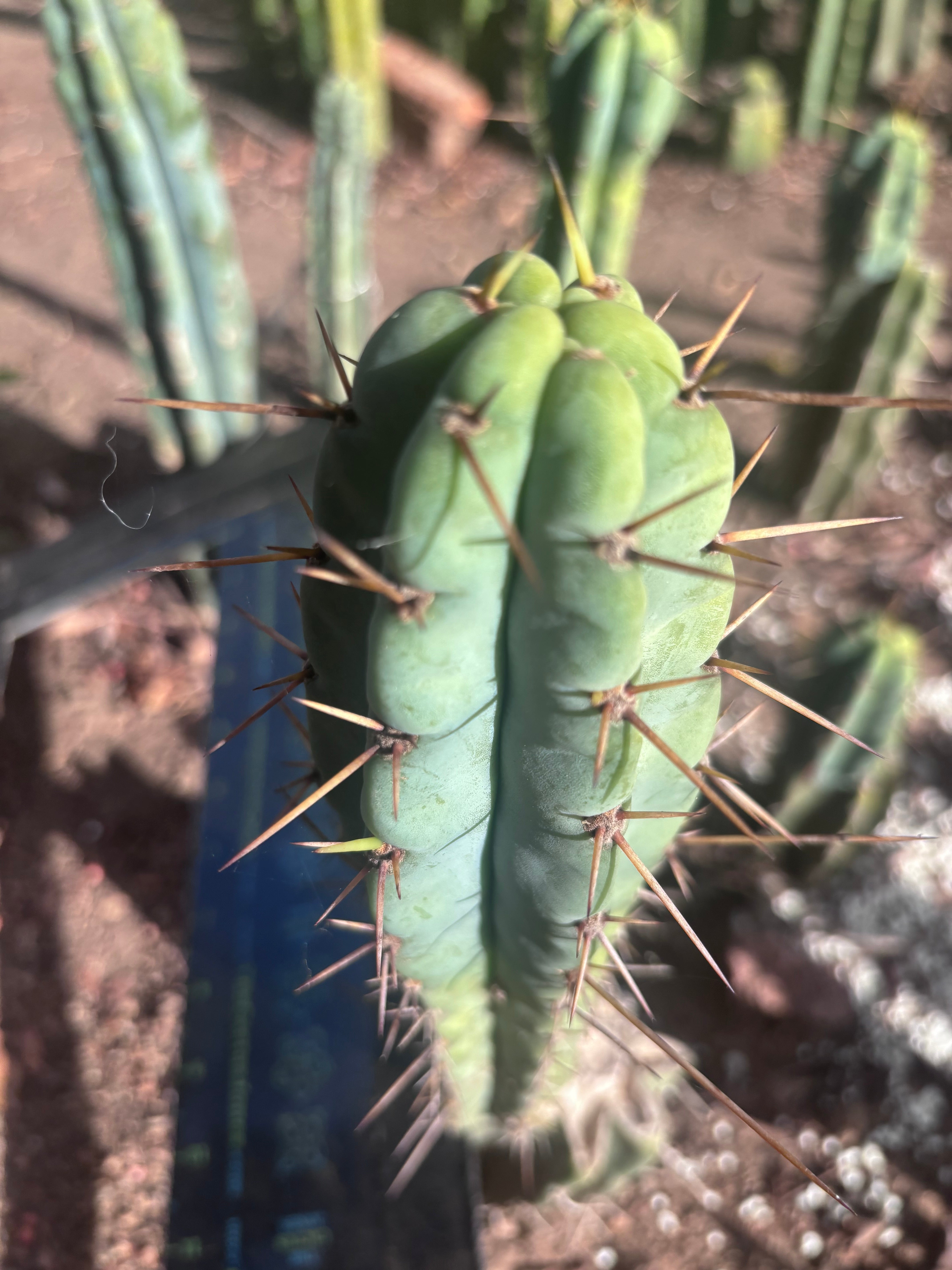 👑🌶️🌶️ Pala! — The Mid Week Pup