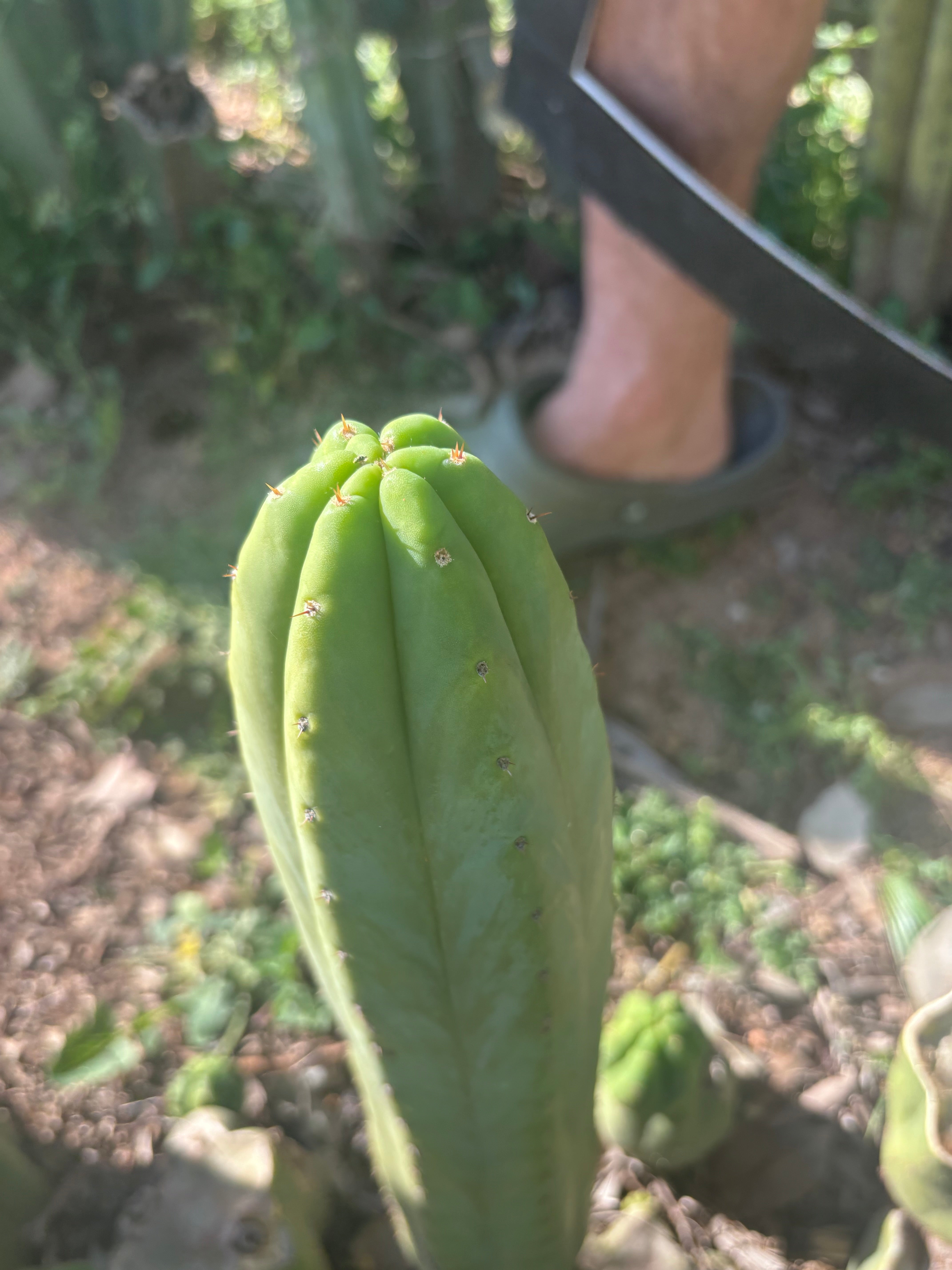 👑🌶️🌶️ Ogun — 11” Tip