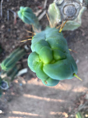 👑🌶️ Caballero — 9” Tip