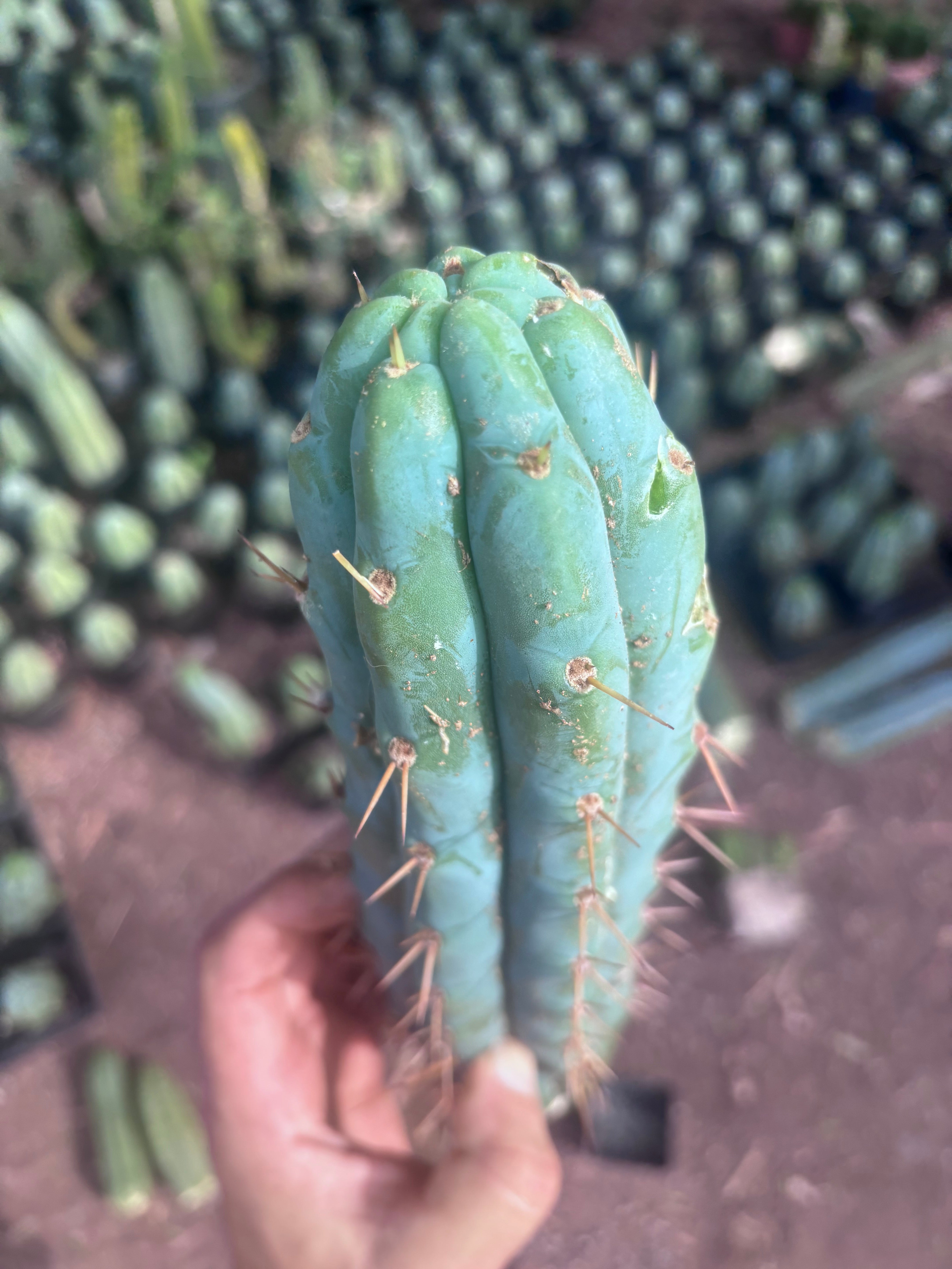 💎👑💎🌶️  Ashdod — 12” Pup