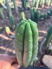 👑🌶️🌶️ Ogun — 9” Pup