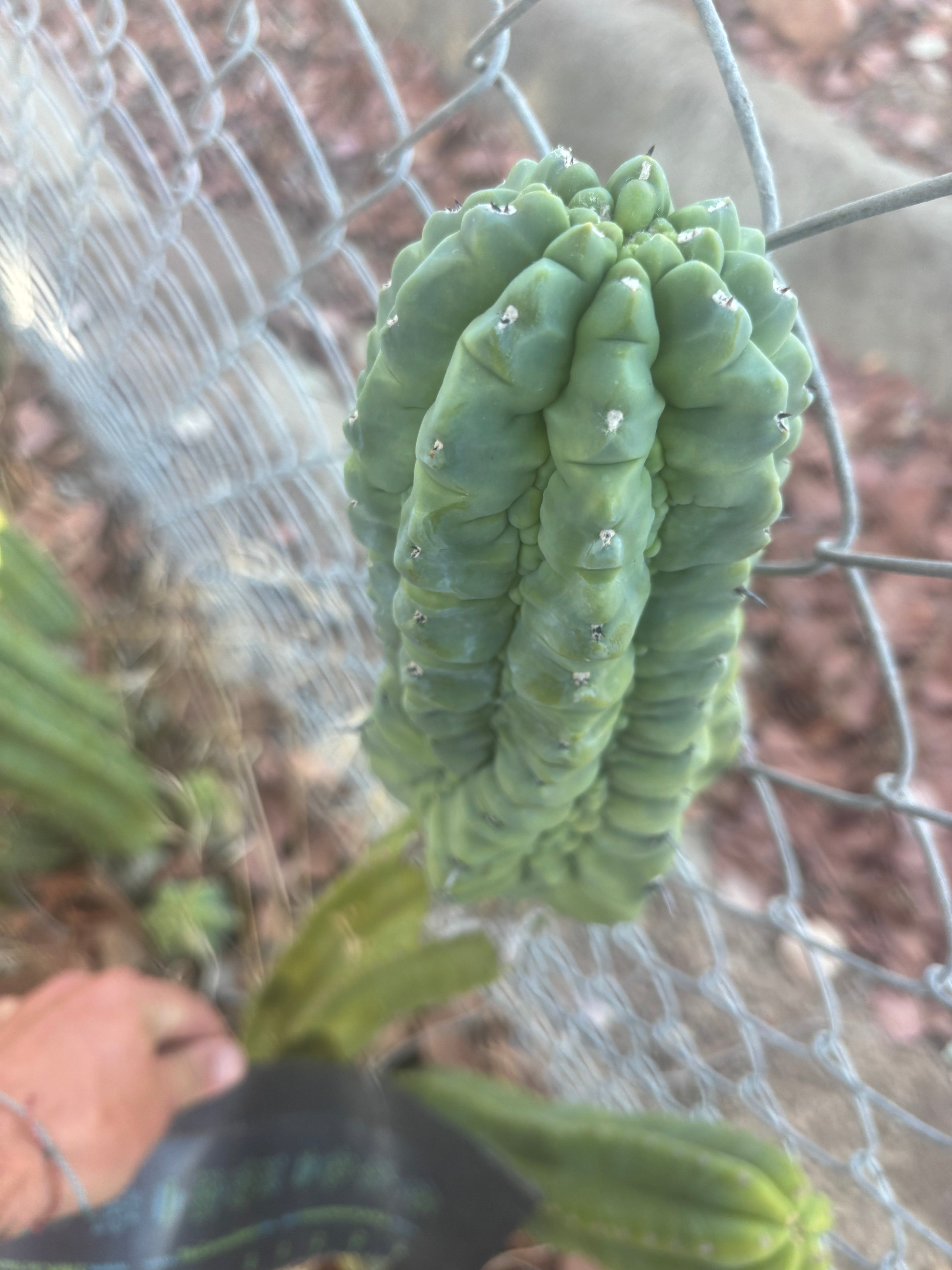 👑💎 Glorp — Another XL Graft