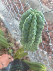 👑💎 Glorp — Another XL Graft
