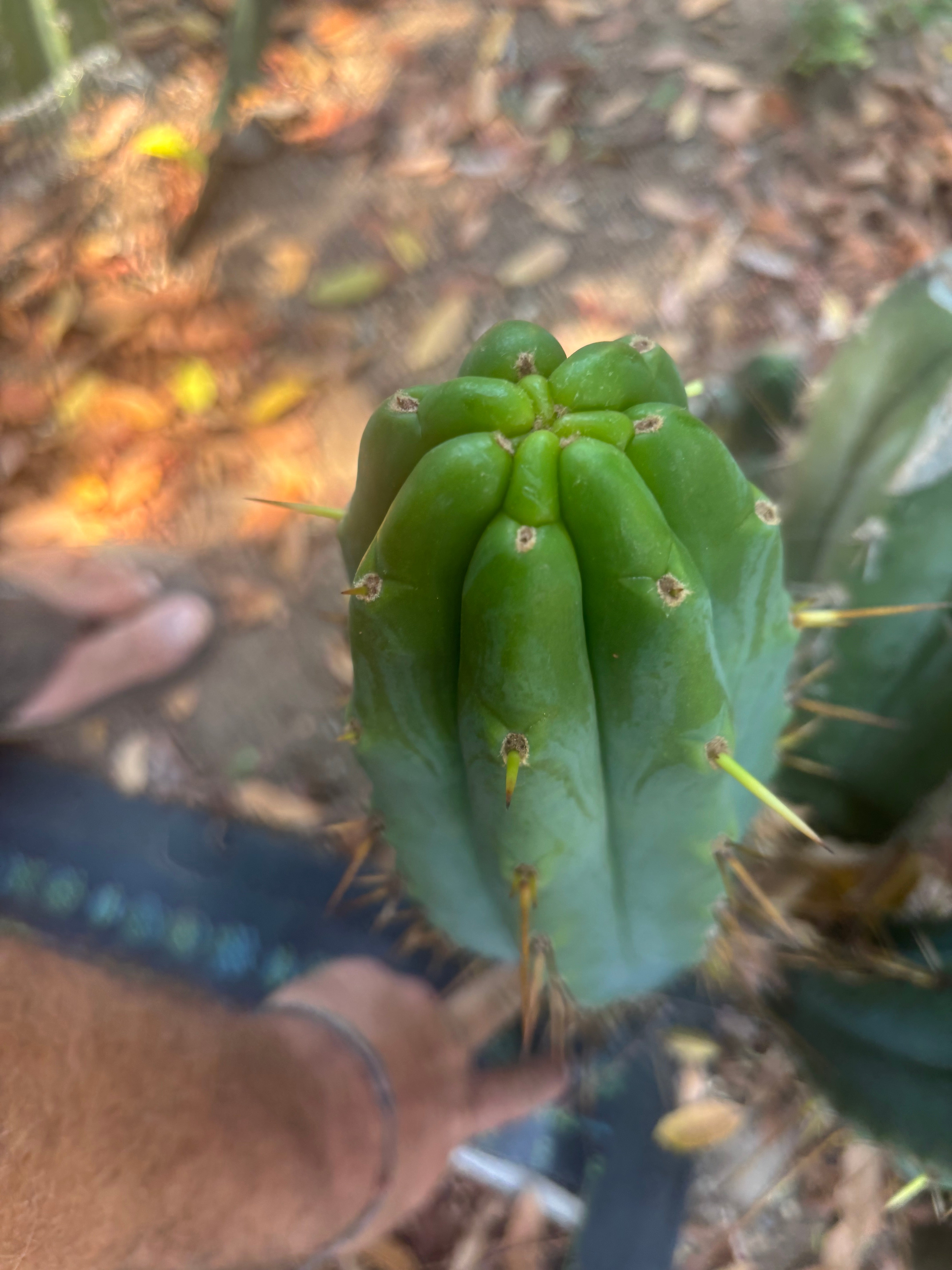 👑🌶️ Hammer — Big 15” Pup