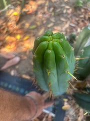 👑🌶️ Hammer — Big 15” Pup