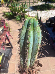 💎👑🌶️ RS0004  — 14” Rooted Chonker