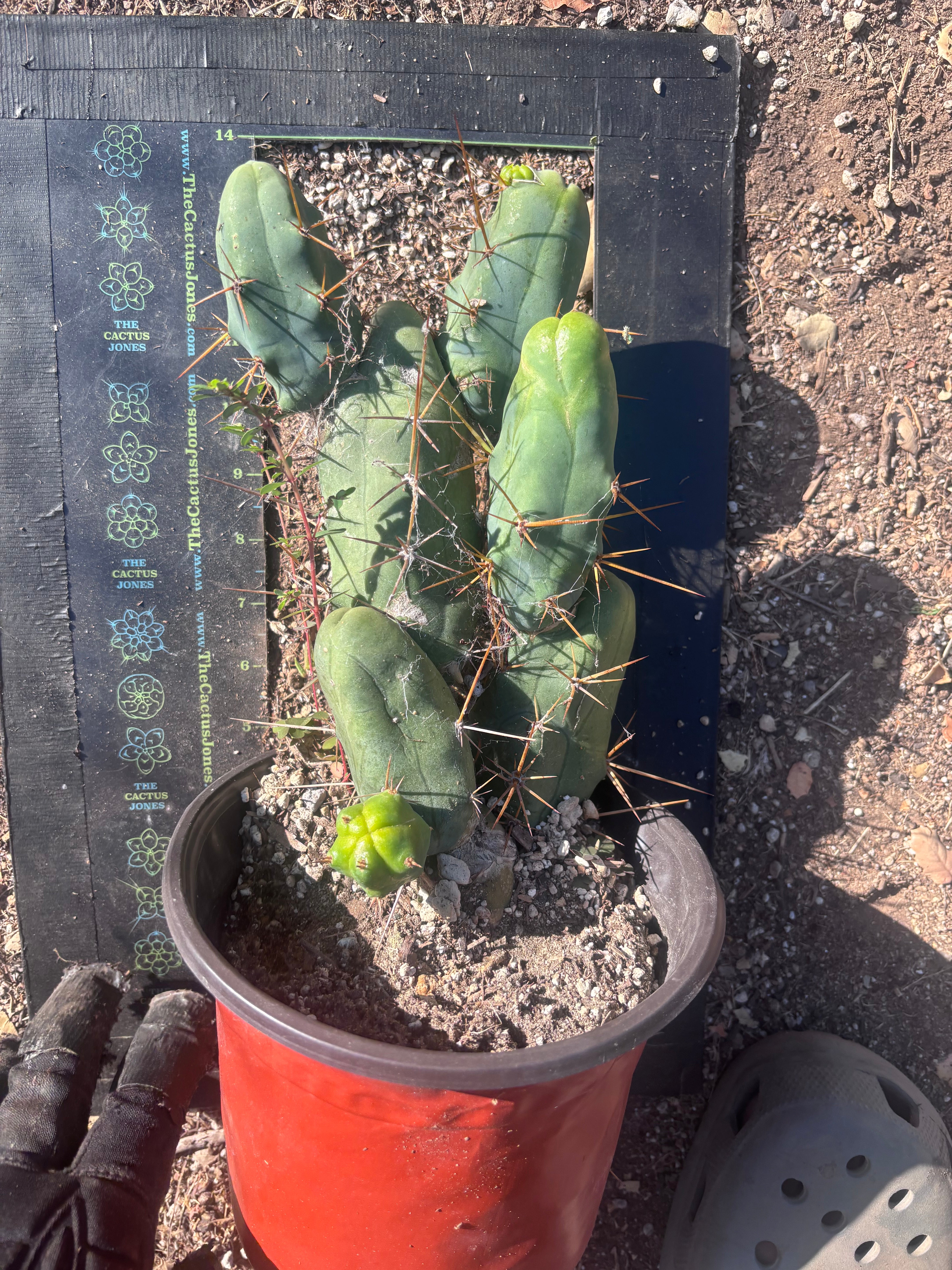 👑🌶️🌶️  TBM Clone B — Large, Fully Rooted
