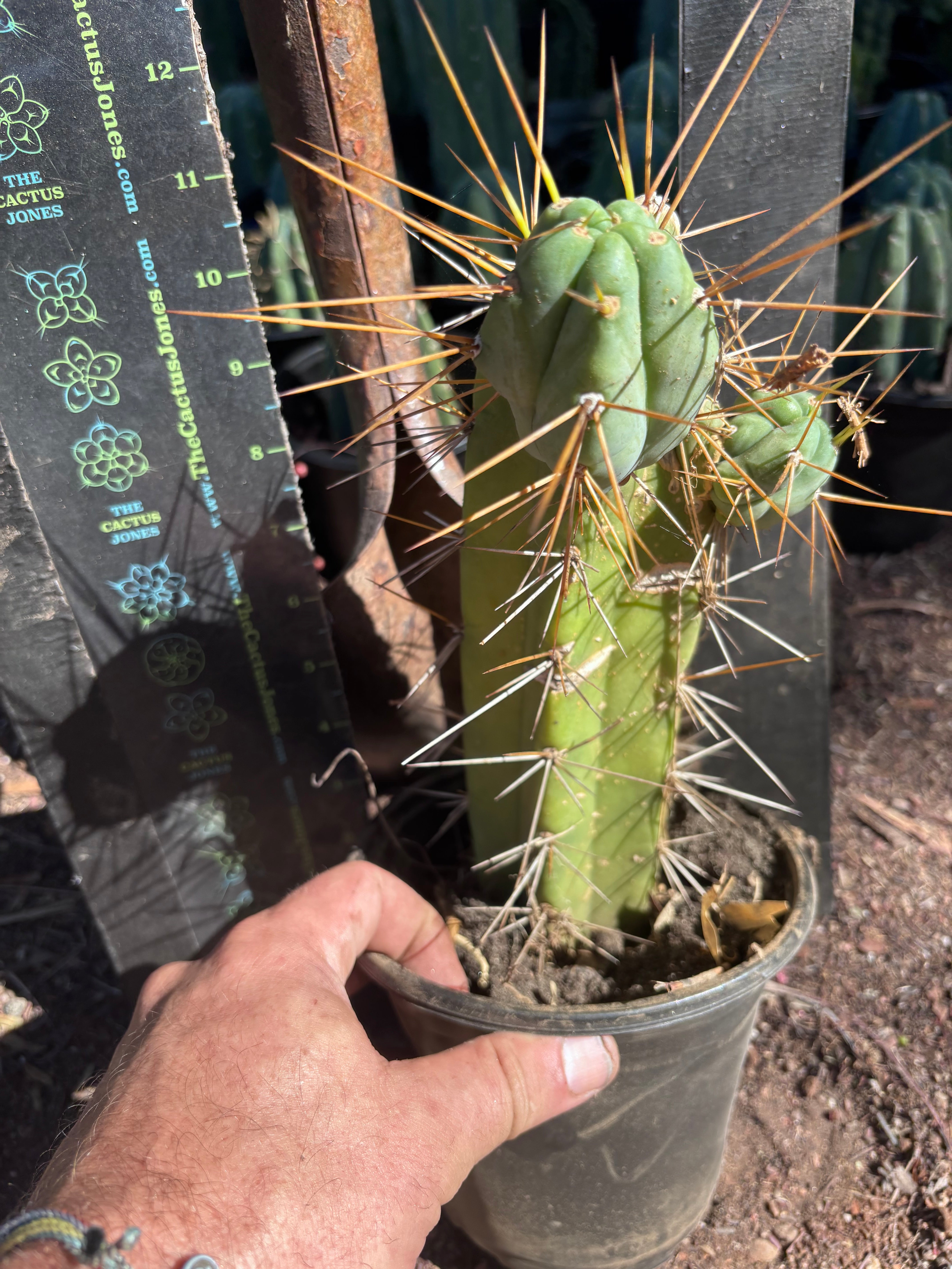 👑🌶️ Chucky — Rooted 10” Pupping Mid