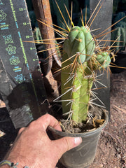 👑🌶️ Chucky — Rooted 10” Pupping Mid