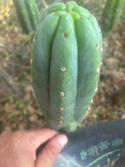 👑🌶️🌶️ KR04 — 8” Tip