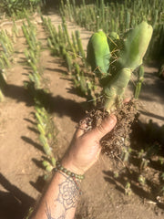 👑🌶️🌶️  TBM  — Rooted Cluster #1