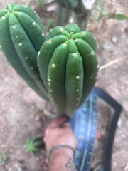 👑🌶️ Hugh — XL 14” Tip