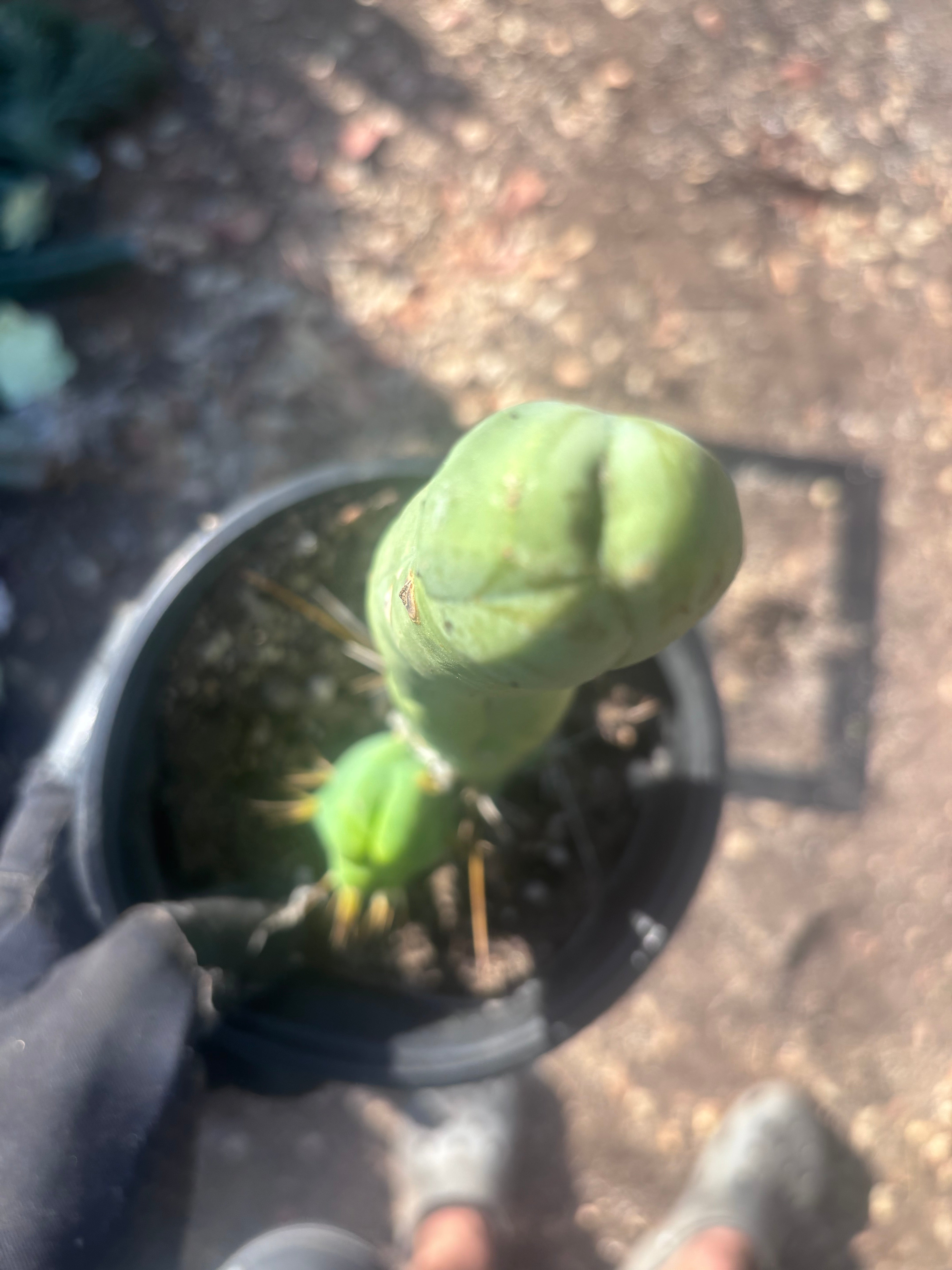 👑🌶️ TBM Long Form — 10” Rooted
